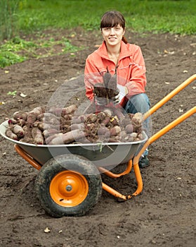 Woman with beetroot harvest