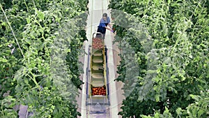 Woman with big cart collect tomatoes in greenhouse.