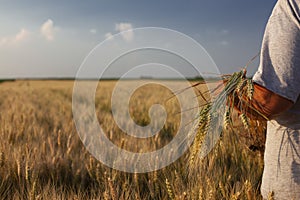 Woman in big grain field