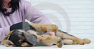 Woman with black hair combing dog on white table.