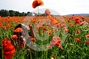 Woman blow bubble in poppy field, dreams, wishes.