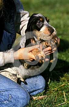 Woman and Blue Gascony Griffon Dog