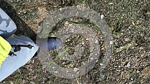 a woman in blue jeans and blue rubber boots walks in shallow water with Fucus vesiculosus brown seaweed. vertical video