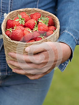 Woman in blue jeans holding the basket full of strawberry.