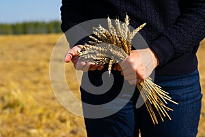 Woman in blue sweater and jeans is holding bunch of mature dried corn wheat sterms. Bread spicas after reaping agricultural field