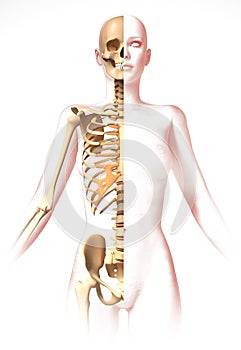 Woman body, with skeleton. Anatomy image, stylized look.