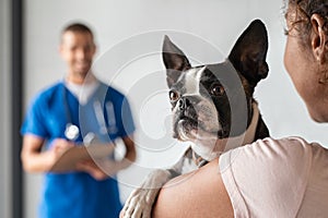 Woman with boston terrier dog at vet