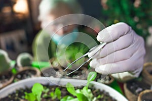 woman botanist experimenting with microgreen plants