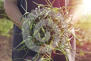 Woman and a bouquet of garlic arrows. A bunch of fresh shoots of garlic in hands