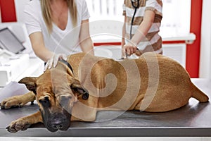 Woman and boy check the dog`s breathing, use a stethoscope