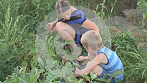 Woman and boy picking harvest of eggplants in the garden into wooden box. Mother an son picking fresh vegetables on organic bio