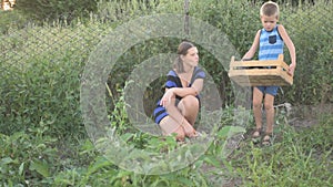 Woman and boy picking harvest of eggplants in the garden into wooden box. Mother an son picking fresh vegetables on organic bio