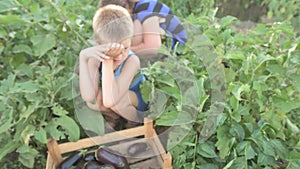 Woman and boy picking harvest of eggplants in the garden into wooden box. Mother an son picking fresh vegetables on organic bio
