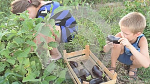 Woman and boy picking harvest of eggplants in the garden into wooden box. Mother an son picking fresh vegetables on organic bio