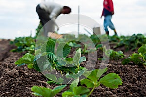 Woman and a boy are planting strawberries plants