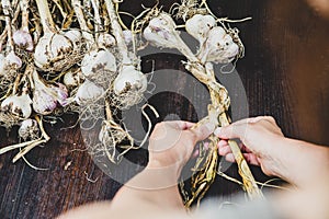 Woman braids fresh garlic plants