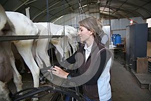 Woman breeder collecting goat milk