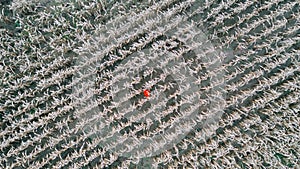 Woman in bright sweatshirt in corn field. Aerial view.