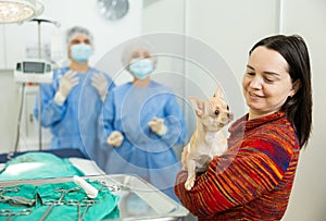 Woman bringing chihuahua with bandaged abdomen to veterinary clinic for procedure