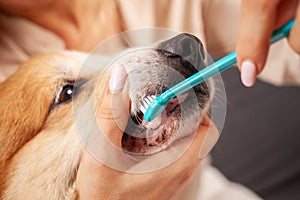 woman brushes dog& x27;s teeth with toothbrush, taking care of