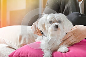 Woman brushes hair of her dog
