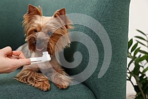 Woman brushing dog`s teeth on couch, closeup