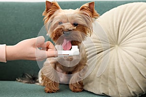Woman brushing dog`s teeth on couch, closeup