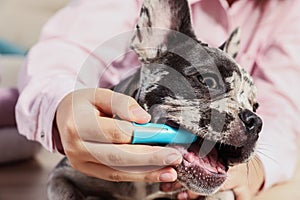 Woman brushing dog`s teeth at home, closeup
