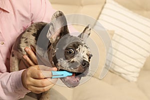 Woman brushing dog`s teeth on sofa at home, closeup