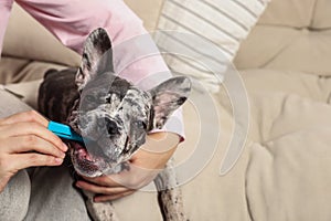 Woman brushing dog`s teeth on sofa at home, closeup. Space for text