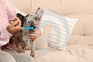 Woman brushing dog`s teeth on sofa at home, closeup. Space for text