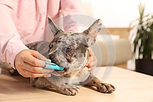 Woman brushing dog`s teeth at table indoors, closeup