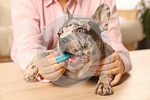 Woman brushing dog`s teeth at table indoors, closeup