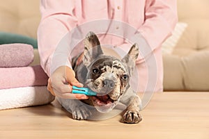 Woman brushing dog`s teeth at table indoors, closeup