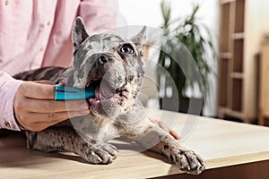 Woman brushing dog`s teeth at table indoors, closeup