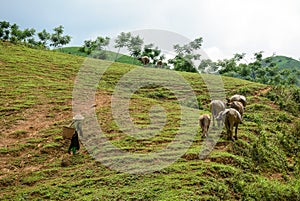 A woman with buffaloes on the hill