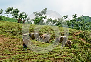 A woman with buffaloes on the hill