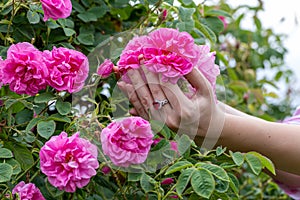 Woman in a Bulgarian pink rose garden photo