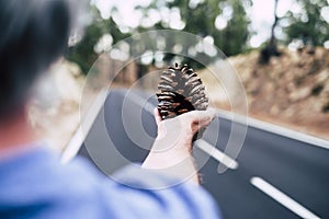 Woman cacuasian hand close up taking pinecone natural - road in defocused background - concept of environemnt and love takie care