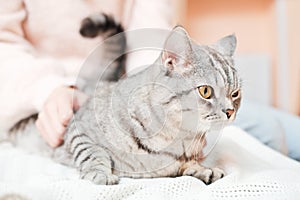 woman calming playful cat lying on a sofa indoors. tabby grey cat looking aside. pet friends, playful animals.