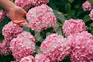 Woman care of flowers in garden. gardener with flowers. hydrangea. Spring and summer. Flower care and watering. soils