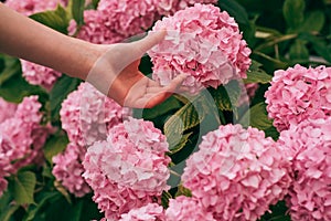 Woman care of flowers in garden. gardener with flowers. hydrangea. Spring and summer. Flower care and watering. soils