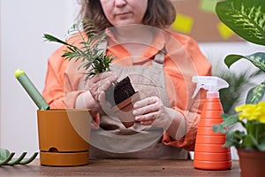 A woman carefully repotting hamedorea houseplant in decorative pot.