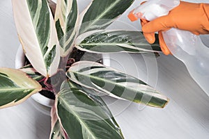 A woman cares for her flowers in domestic room. Woman looking after houseplant