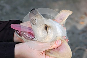 Woman caress stray dog