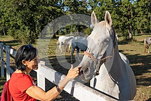 Woman caresses a lipizzan horse in Lipica in Slovenia