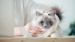 Woman caressing her beautiful cat