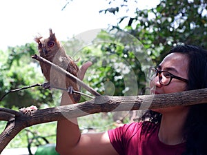 Woman caressing a young Philippine Scops Owl Otus megalotis, perching on a branch.