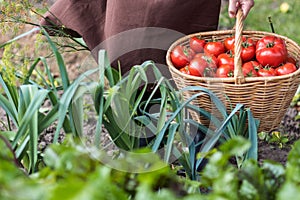 Woman caries tomatoes in a basket across vegetable garden