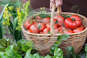 Woman caries tomatoes in a basket across vegetable garden